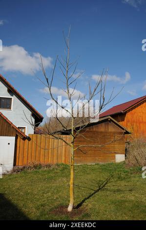 Juglans regia, walnut, young tree Stock Photo