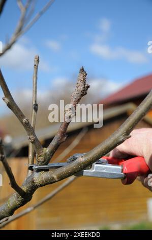 Juglans regia, walnut, young tree, pruning Stock Photo