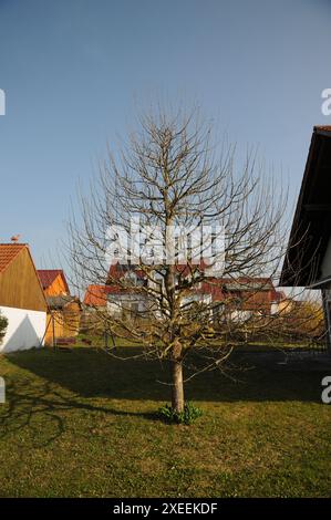 Malus domestica Brettacher, appletree, Schnitt, pruning Stock Photo