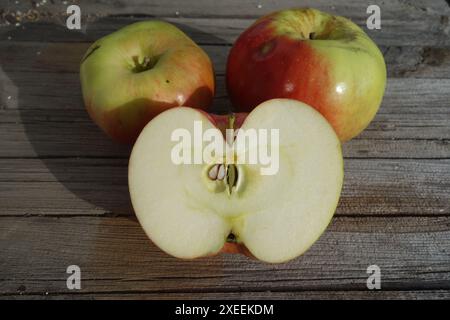 Malus domestica Brettacher, apple Stock Photo