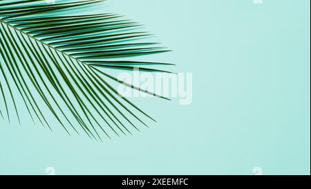 Palm leaves on pastel blue background, copy space Stock Photo