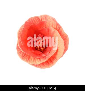 Beautiful red hibiscus flower isolated on white Stock Photo