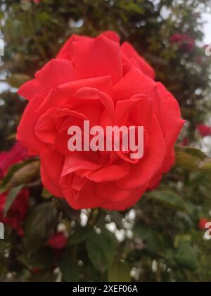 A close-up of a single red rose in full bloom, surrounded by green leaves.  Stock Photo