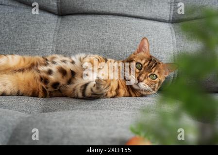 A Bengal cat lies on a gray sofa. Stock Photo