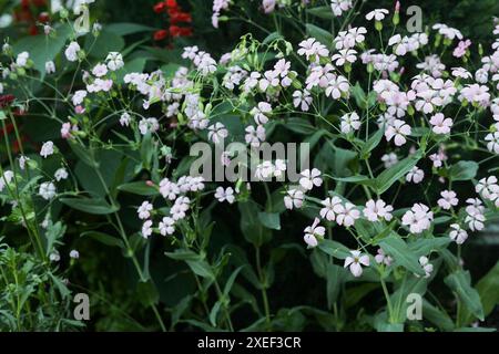 Saponaria 'Pink Beauty' flowers. Stock Photo
