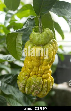 Citrus medica - citron fruit- on the plant. Stock Photo