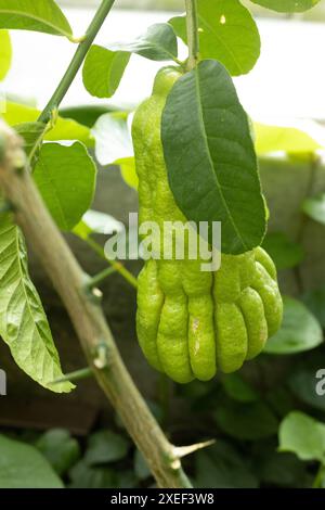 Citrus medica - citron fruit- on the plant. Stock Photo