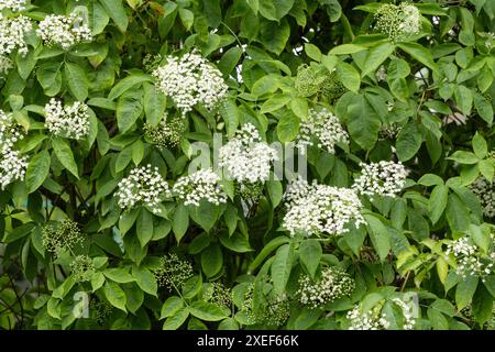 Elderflowers on elderflower tree (Sambucus nigra) - UK Stock Photo