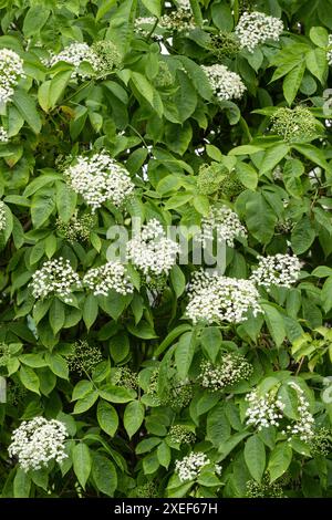 Elderflowers on elderflower tree (Sambucus nigra) - UK Stock Photo