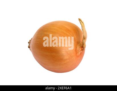 A yellow onion isolated on a white background Stock Photo