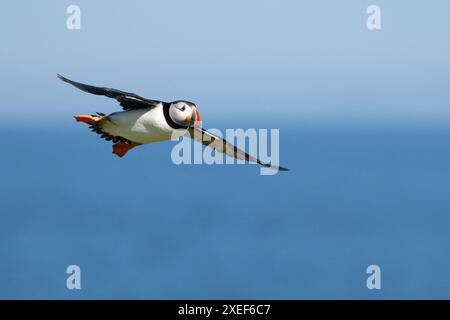 Atlantic Puffin flying with background of blue sea and sky - Isle of May, Fife, Scotland, UK Stock Photo