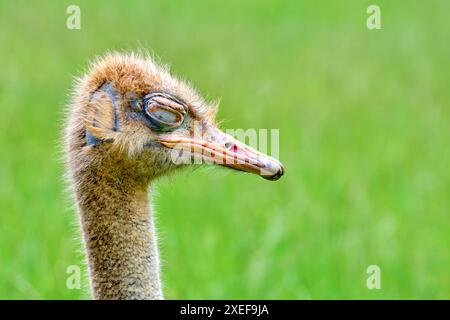 A baby ostrich (Stuthio camelus) is standing in a green field. The bird has a sleepy look on its face. Cabarceno Nature Park. Cantabria, Spain. Stock Photo