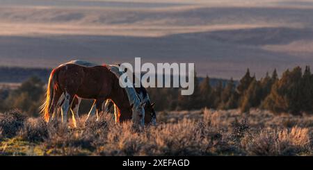 The Steens Mountain wild horses can range from pinto to buckskin, sorrel, bay, palomino, gray brown and black. Stock Photo