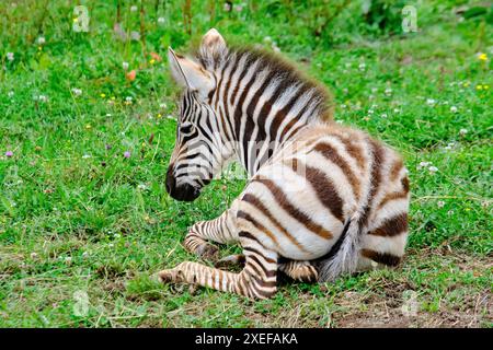 A baby zebra is laying down in the grass. Stock Photo