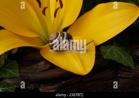 Garden banded snail on bright yellow flower in the garden Stock Photo