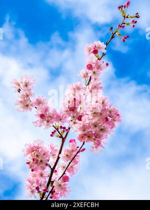 Against blue sky, a cherry tree branch adorned with delicate pink blossoms and closed buds captures the essence of springtime in March. Stock Photo