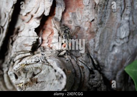 A Fly on the bark of a tree Stock Photo