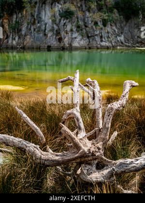 Dead tree by a small pond nestled within Torrent de Pareis canyon, adorned with grasses and a palette of complementary colors. Stock Photo