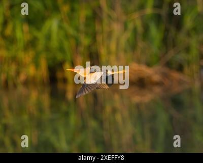 Little bittern in flight against a background of green plants. Stock Photo