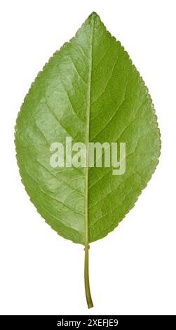 Green cherry leaf on white isolated background Stock Photo