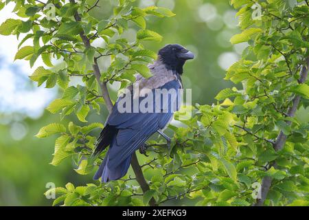 hooded crow perched on a leafy tree (Corvus corone cornix) Stock Photo
