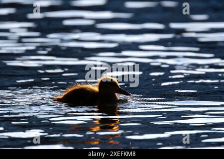 mallard duckling silhouette swimming on pond (Anas platyrhynchos) Stock Photo