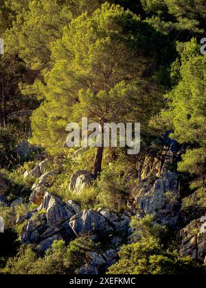 Essence of dawn as the morning sun gently illuminates an Aleppo pine tree perched upon rugged terrain, a depiction of natures vitality. Stock Photo