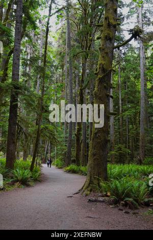 A couple hiking a trail in among the tall trees of the Olympic National Park in Washington Stock Photo