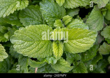 Fresh green lemon balm leaves texture Stock Photo