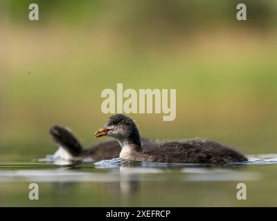Wild duck floating on water in green scenery. Stock Photo