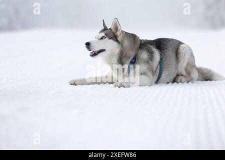 Husky dog lying in snow close-up Stock Photo