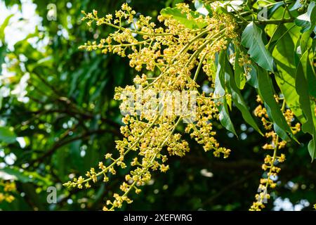 View of blooming mango flowers with green leaves on the tree. Stock Photo