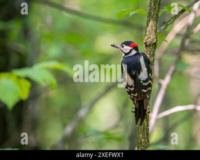 Great spotted woodpecker on a branch in green scenery. Stock Photo