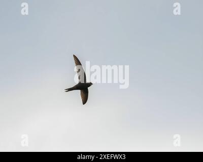 Common swift in flight isolated against the sky. Stock Photo