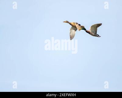 Male and female wild duck in flight against the sky. Stock Photo