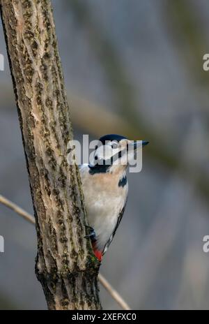 Great spotted woodpecker on tree trunk, blurred background. Stock Photo