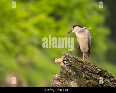 Black-crowned night heron on the trunk of a fallen tree. Stock Photo