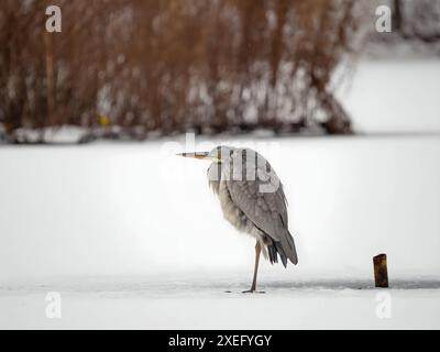 Grey heron on the frozen water, snow all around. Stock Photo