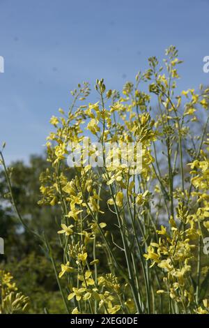 Brassica oleracea, cabbage Stock Photo