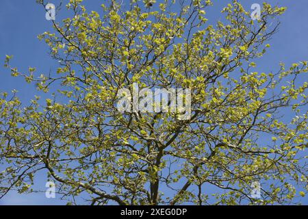 Platanus acerifolium, plane tree Stock Photo