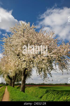 Path with blossoming fruit trees in spring, cultural landscape, Grevenbroich, Germany, Europe Stock Photo