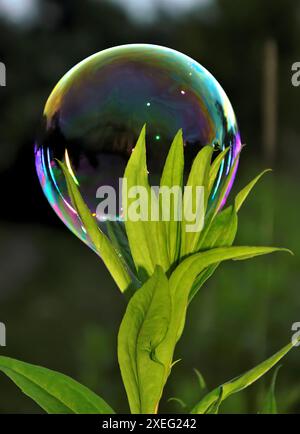 Soap bubbles on green background Stock Photo