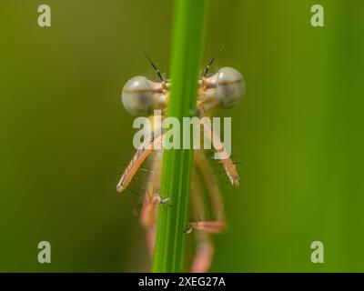 Dragonfly on a leaf, photo very large. Stock Photo