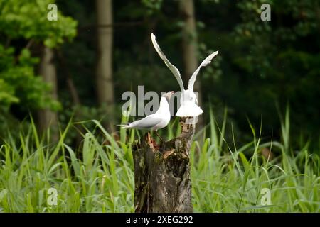 Two Black-headed gulls on a log sticking out of the water. Stock Photo