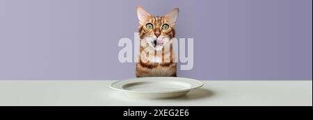 Cute Bengal cat is hungry at the table in front of an empty plate. Stock Photo