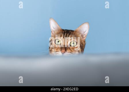 A funny red cat looks out and hides. Stock Photo