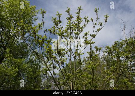 Juglans mandshurica, Manchurian walnut Stock Photo