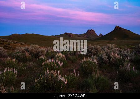 Twilight at Three Fingers Rock, with lupines in the foreground,  in the uplands area of Oregon's Owyhee Canyonlands. Stock Photo