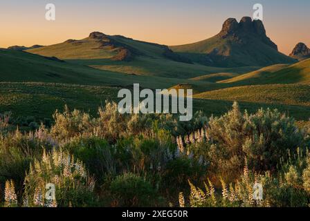 Sunrise at Three Fingers Rock, with lupines in the foreground,  in the uplands area of Oregon's Owyhee Canyonlands. Stock Photo