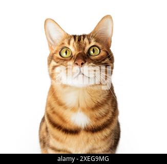 Shot in the head of a Bengal cat. Stock Photo